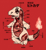 CHARMANDER ANATOMY